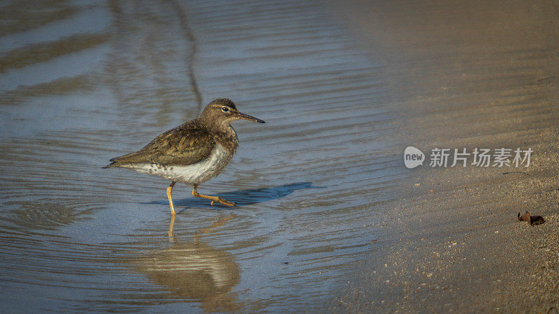 斑点矶鹞，(Actitis macularius)， Playero Manchado或Andarrios Maculado, Chevalier grivel<e:1>。